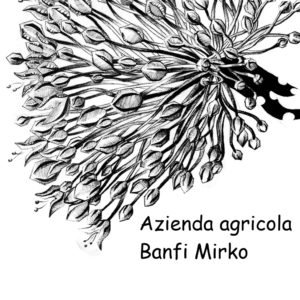 Azienda Agricola Banfi logo